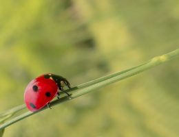 Biological, leaf, leaves — Termite Removal Helping Save Costs on Home Repairs Over Time