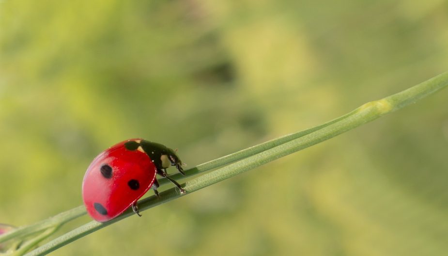 Biological, leaf, leaves — Termite Removal Helping Save Costs on Home Repairs Over Time