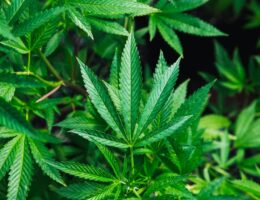 Close-up view of vibrant green indica cannabis leaves.