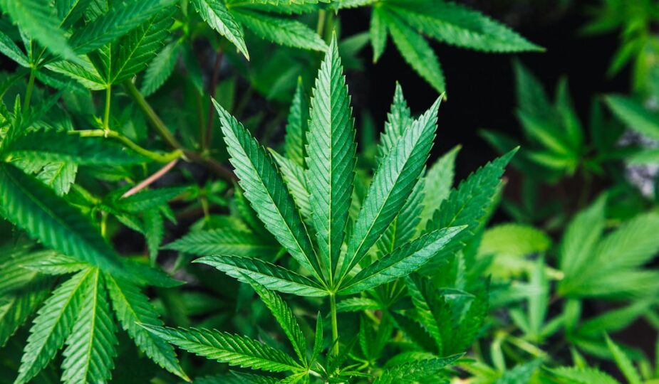 Close-up view of vibrant green indica cannabis leaves.