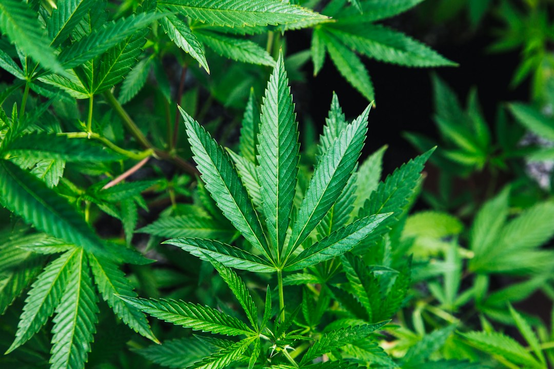 Close-up view of vibrant green indica cannabis leaves.